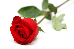 red rose isolated on the white background